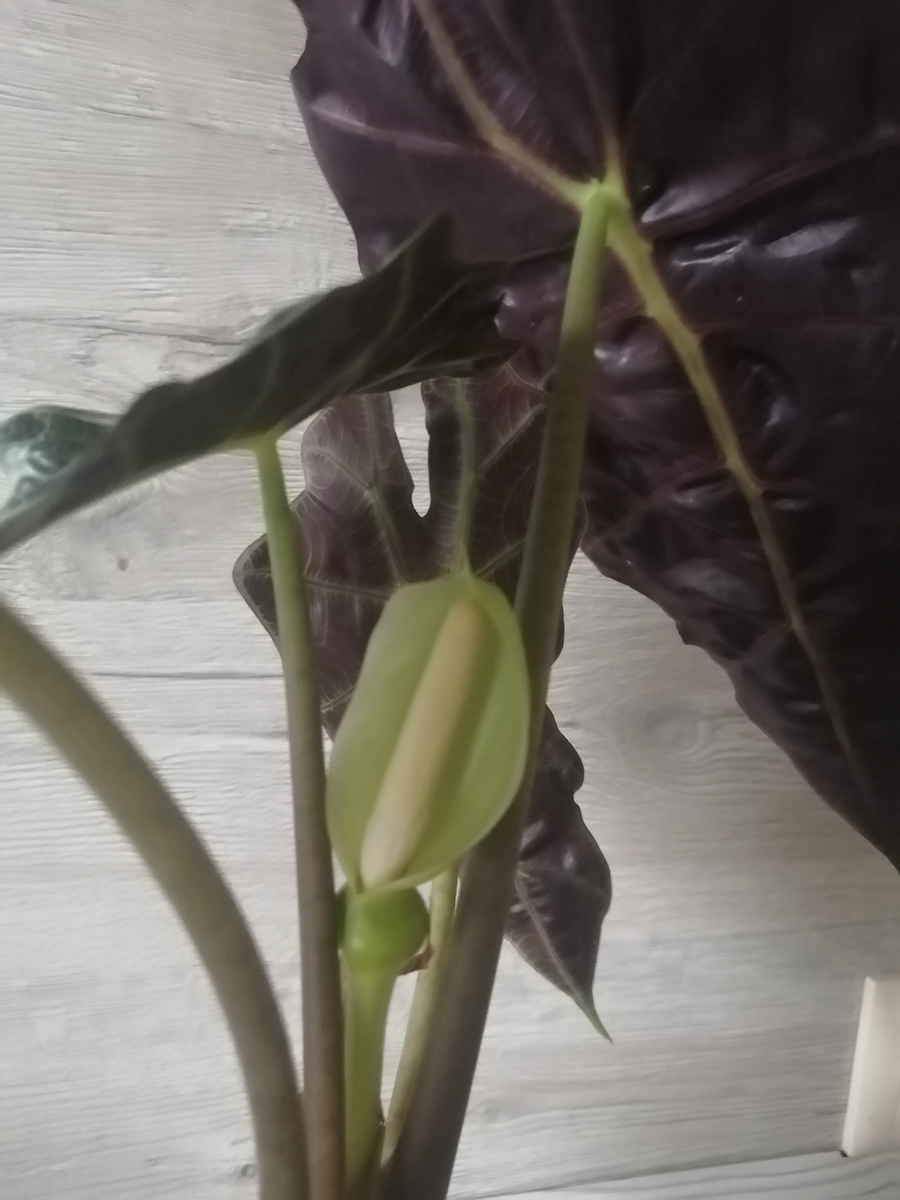 Вот так он цветёт. 