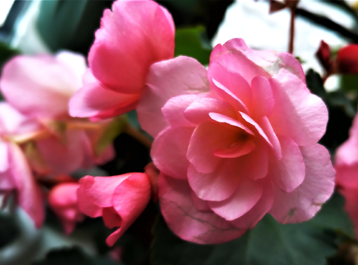 Бегония. Фото Автора