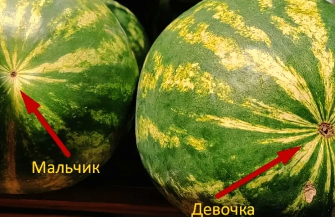 изображение с яндекс.поиск