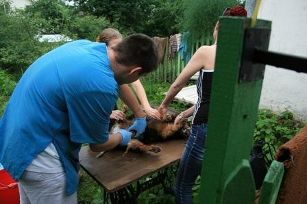 Пирата осматривает ветеринарный врач