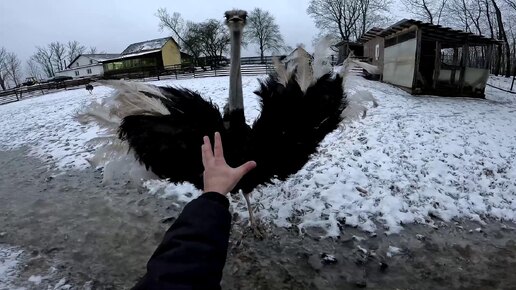 Хутор тимура сегодняшнее видео