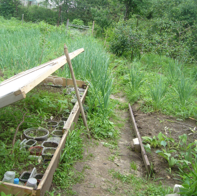 2009 год, трава, лук и мечты о питомнике, начало его.