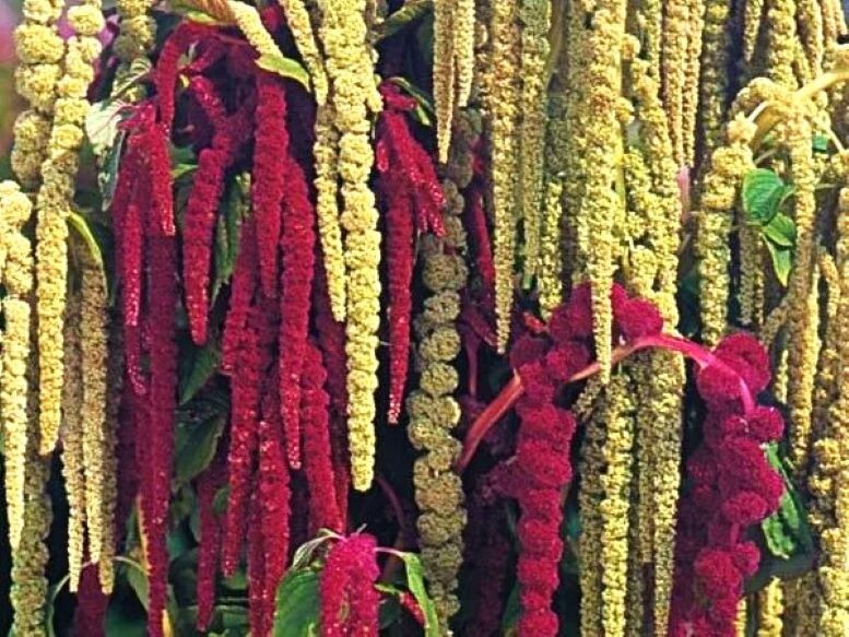 Амарант. Яндекс Картинки