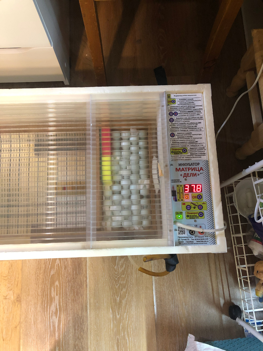 Инкубатор в деле. Фото автора.