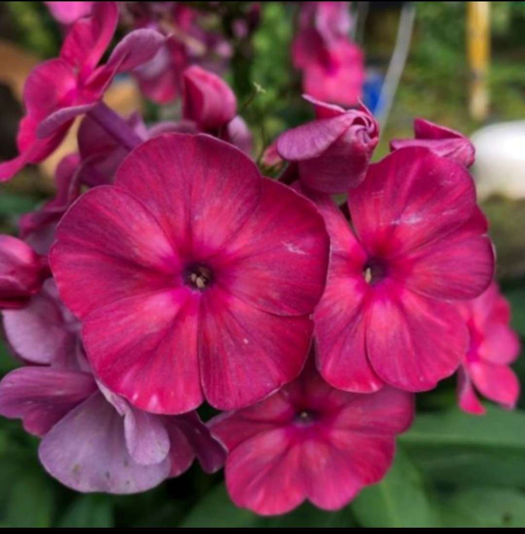 Флокс  Дымчатый коралл, 2023, вечер