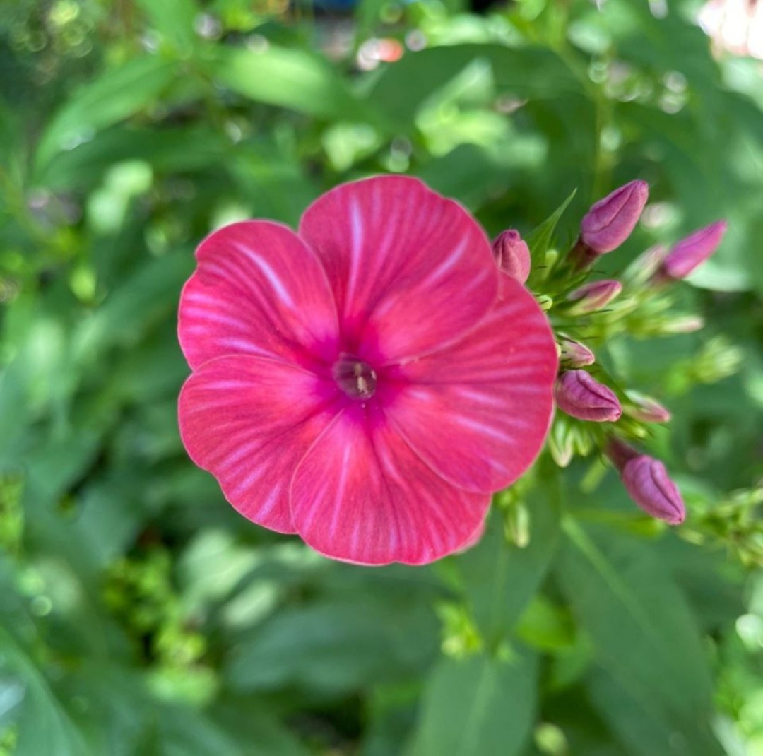 Первый цветок Дымчатого Коралла, 2024, день