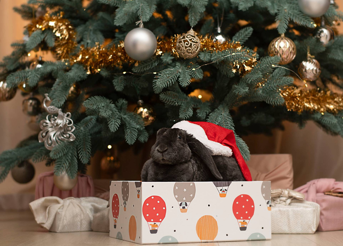 Подготовьте любимую вкусняшку, чтобы кролик охотно позировал