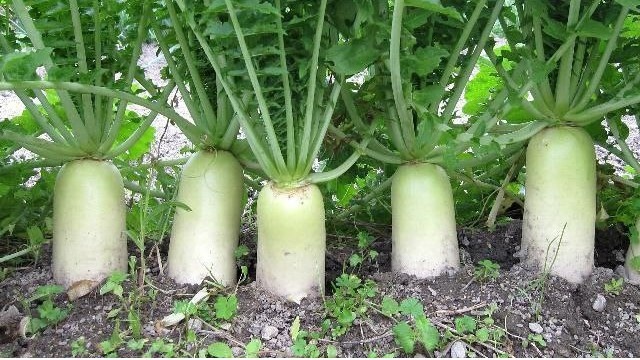 Дайкон. Фото с pinterest.com