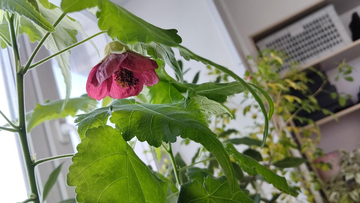 Сегодня утром