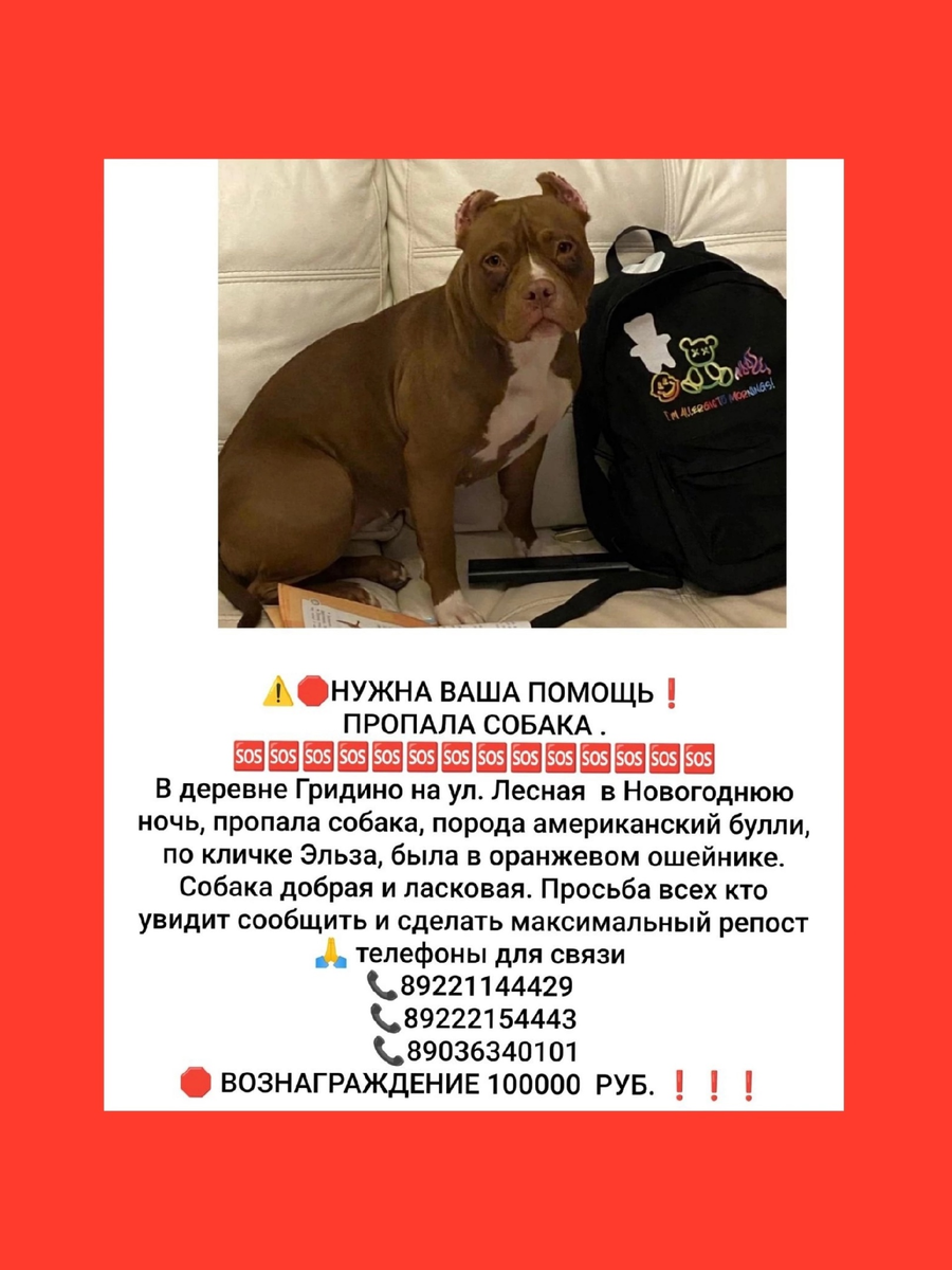 Объявление о пропаже