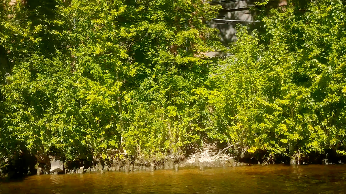 Берег острова Новая Голландия