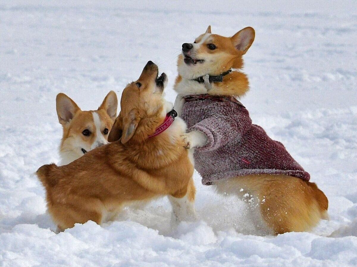    Участники костюмированного парада корги по случаю Дня всех влюбленных в Санкт-Петербурге© РИА Новости / Александр Гальперин