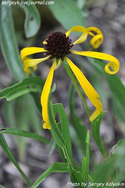 Эхинацея странная