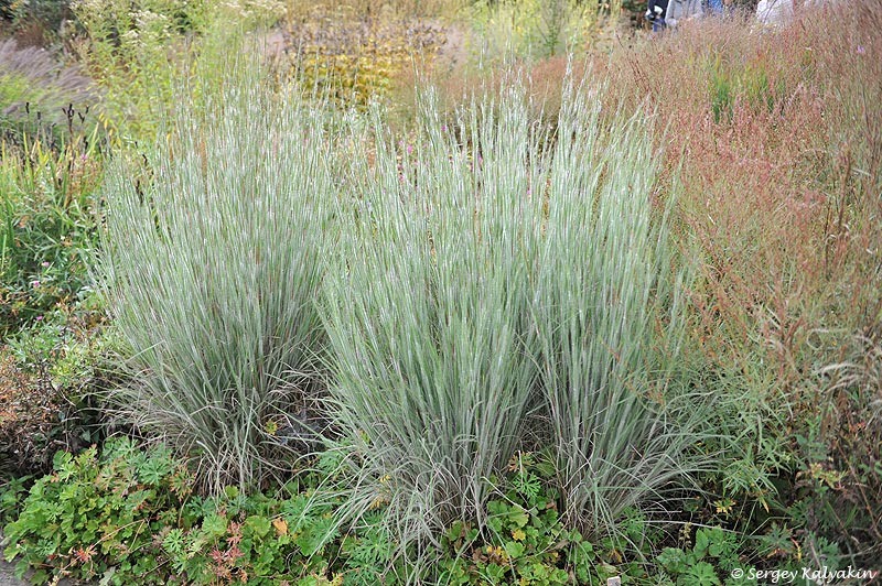 схизахирум метельчатый 'Ha Ha Tonka'.
схизахирум метельчатый 'Ha Ha Tonka'.
Сизахирум метельчатый 'Ha Ha Tonka'