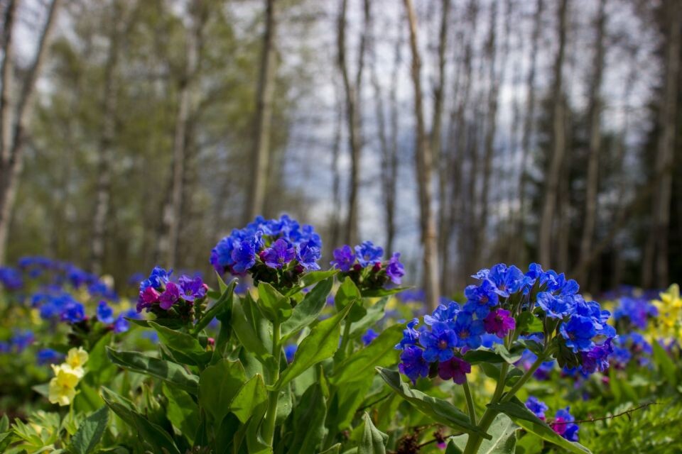   Нацпарк "Салаир". Источник: «Политсибру»