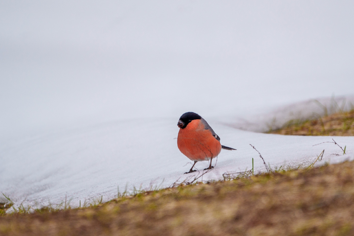 Все фото от Лубсана Чагдурова