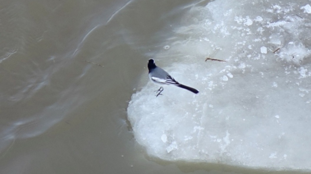    ФОТО: Царьград