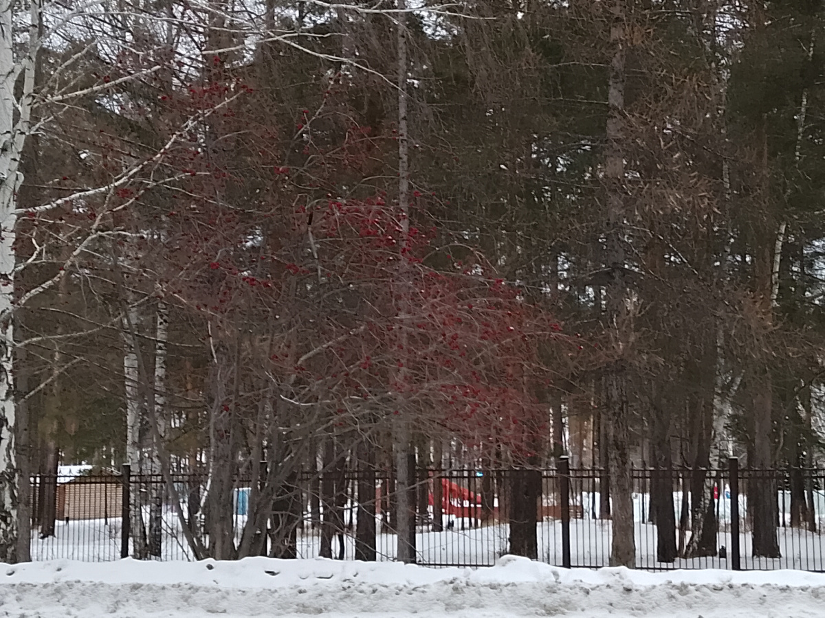 рябина возле парка