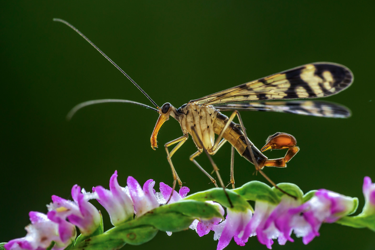 Скорпионницы (Mecoptera) муха с жалом скорпиона?