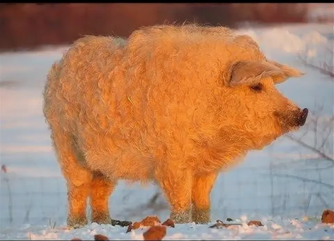 Картинка из интернета. Вот так всю зиму они проводят на свежем воздухе.