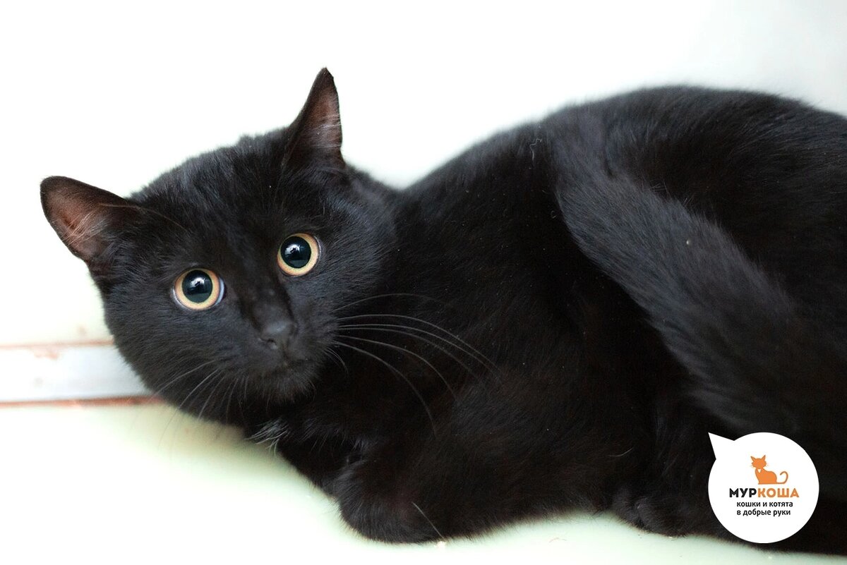 Калимеру нашли на улице, приехала вместе с Пичем.