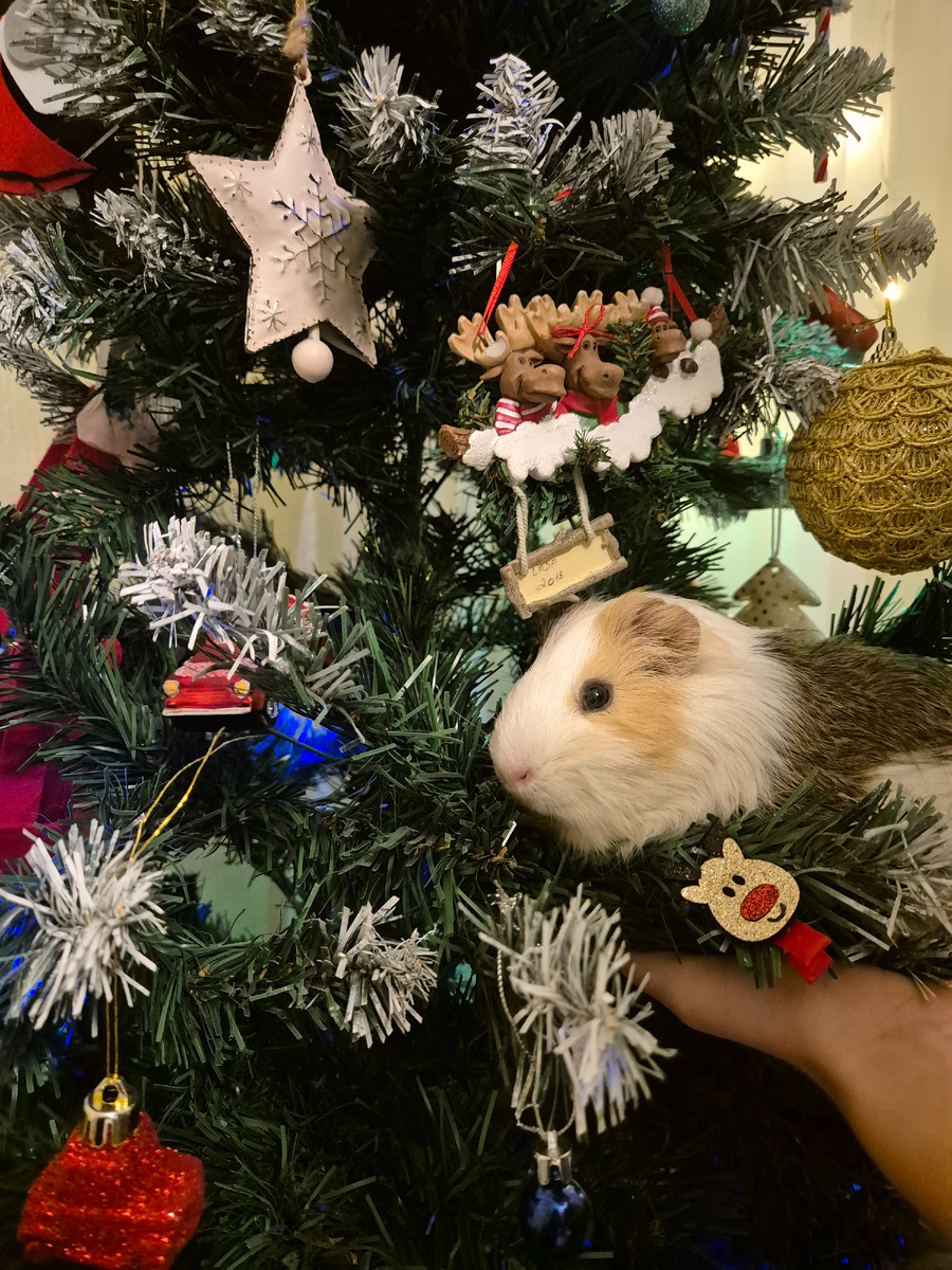 Наш морской свин