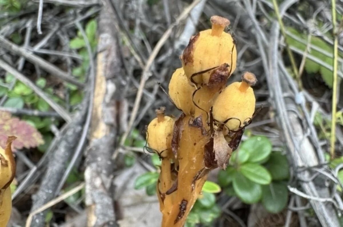    Ученые обнаружили новое редкое растение на Камчатке
