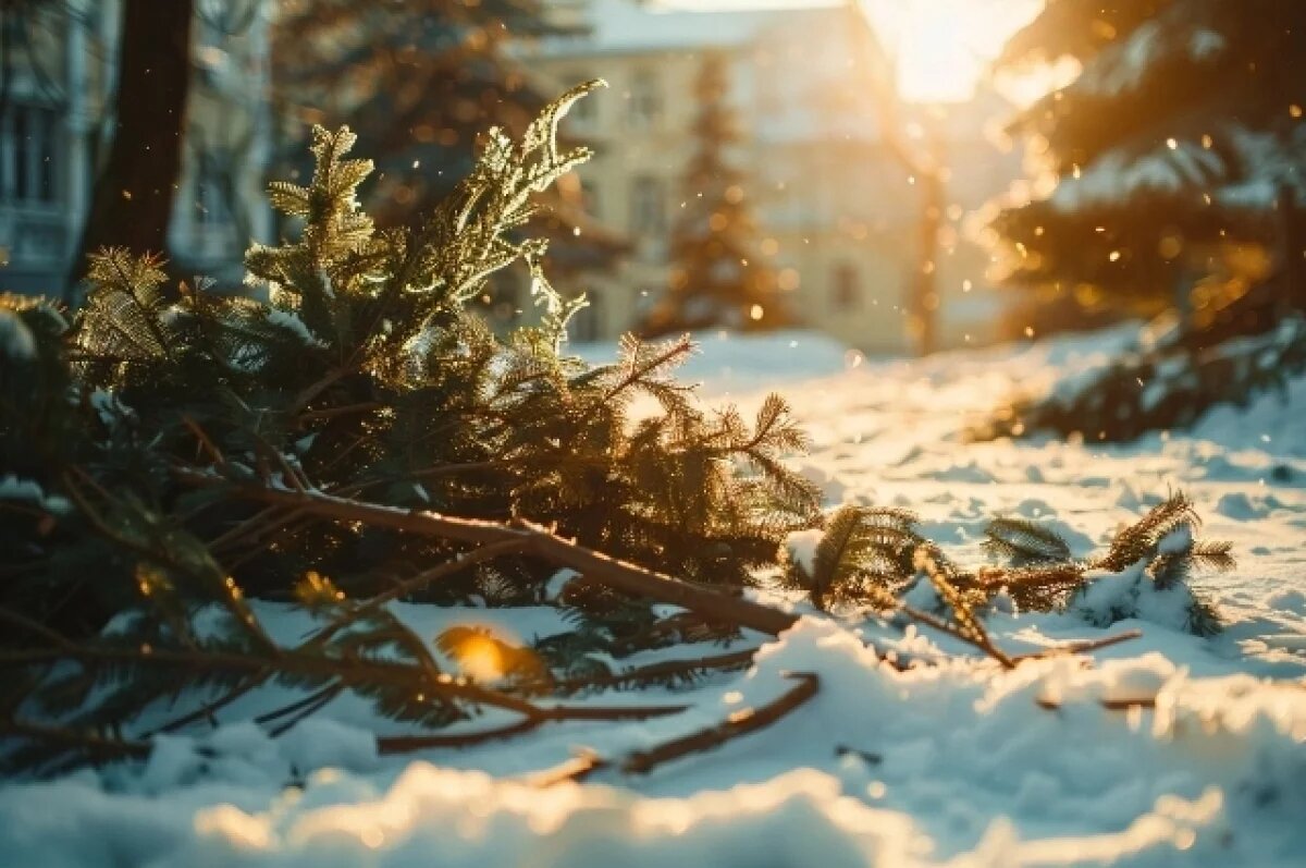    В Хабаровске новогодние ёлки помогают животным выжить