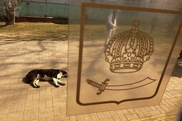    собака Фото: Объединённая редакция Инфоштаб