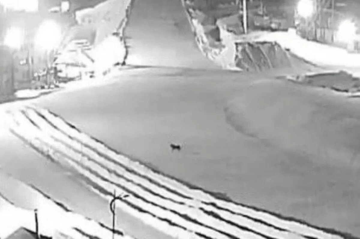    В кадр камеры видеонаблюдения на горнолыжной базе «Лесная поляна» попал не лесной кот, а тигр