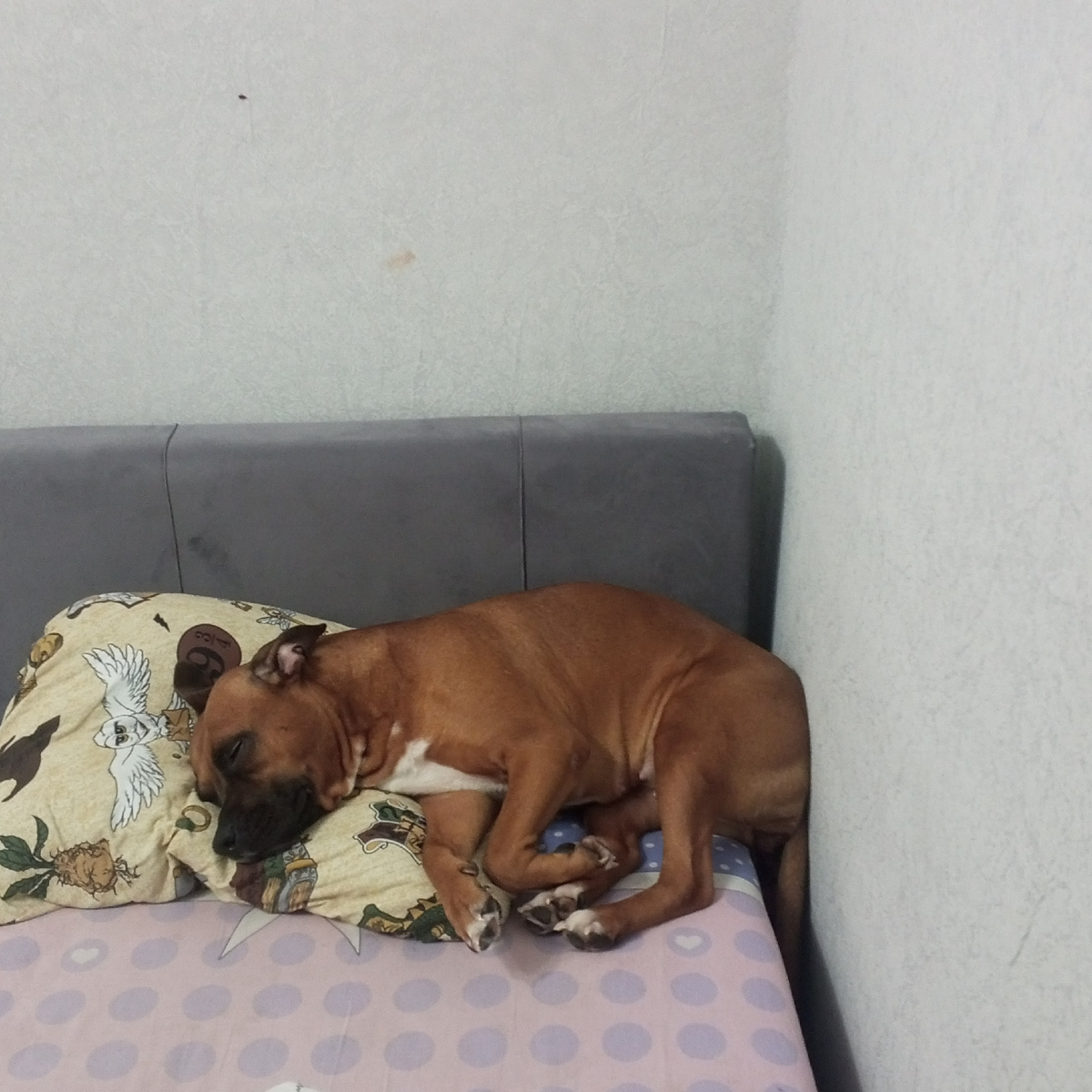 Адель спит.  