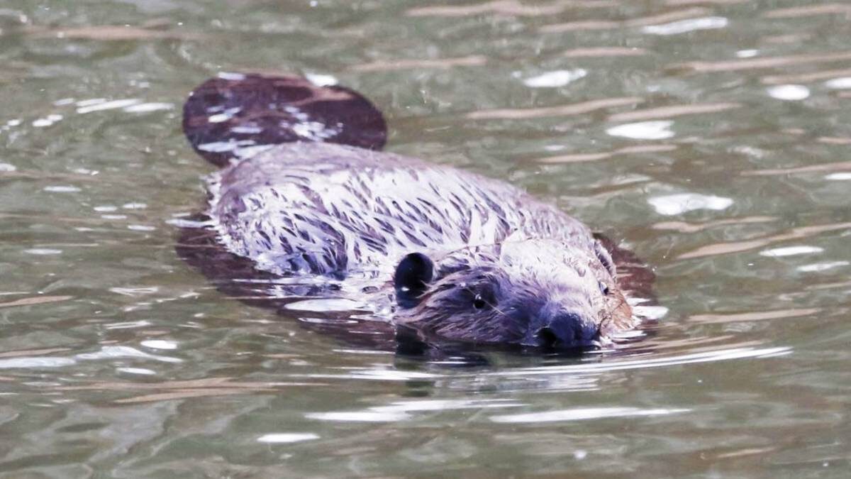    Фото: Пресс-служба Департамента природопользования и охраны окружающей среды города Москвы