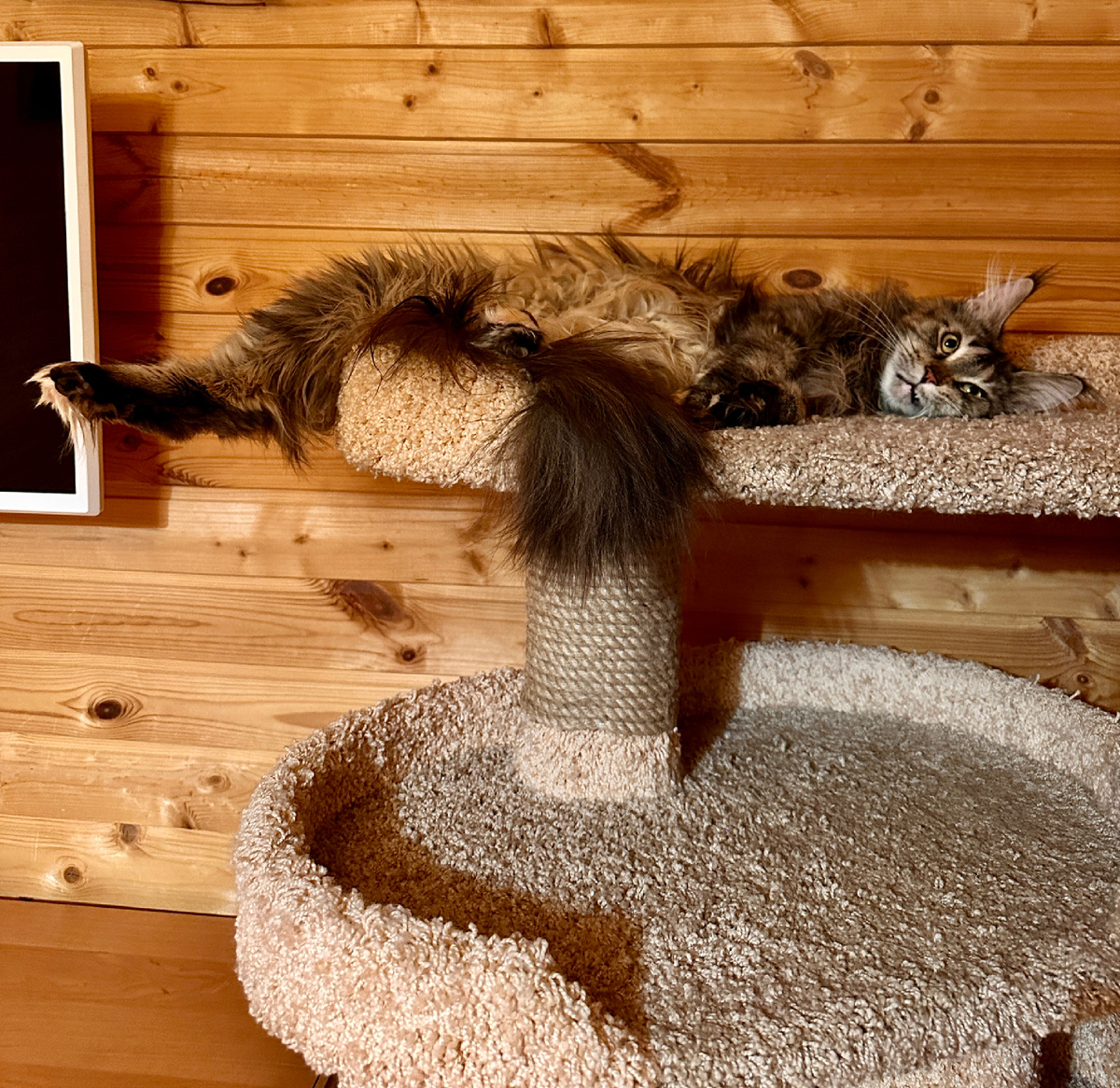 Мейн-кун Илана отдыхает от новогодних праздников