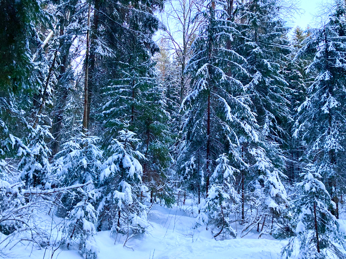 Природа Карельского перешейка.