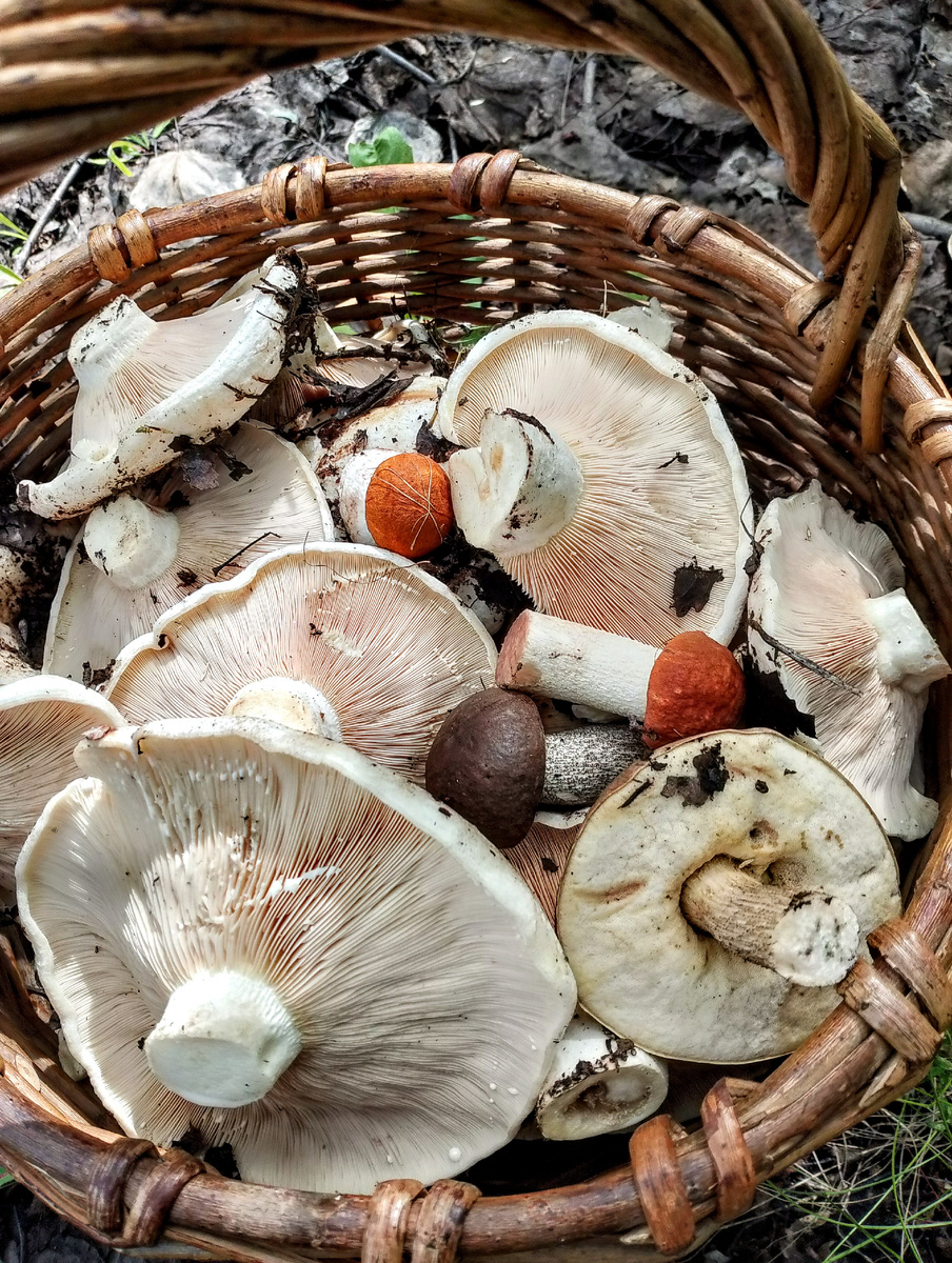 фото автора, грибы 2024 года