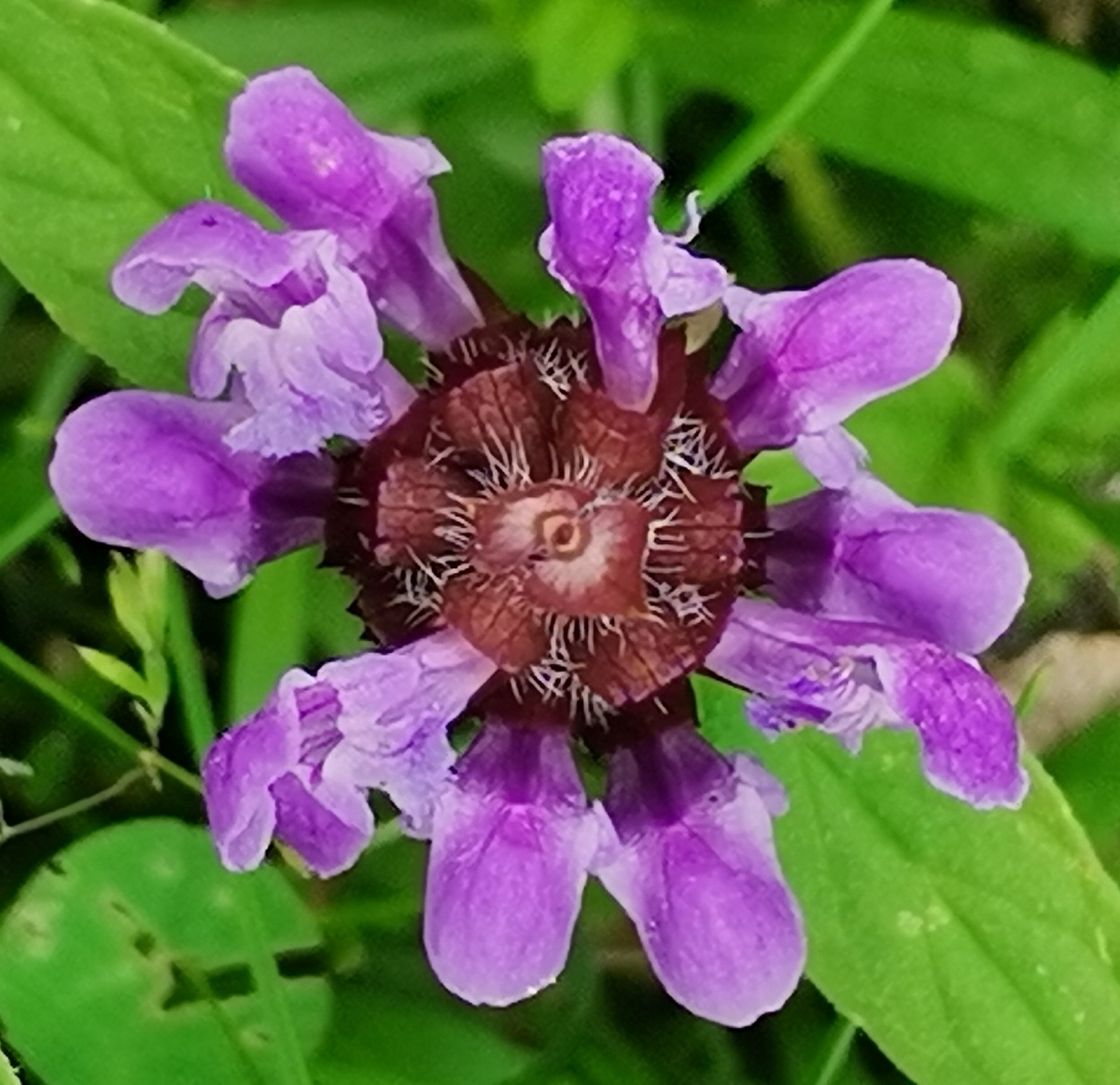 Такого разнообразия растений, как на Земле, нет ни на одной другой планете во всей Вселенной!