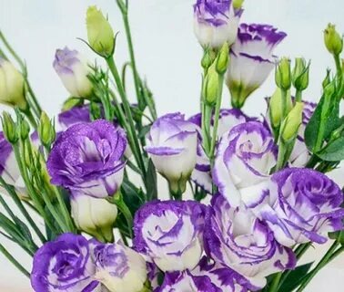 Фото из свободного источника