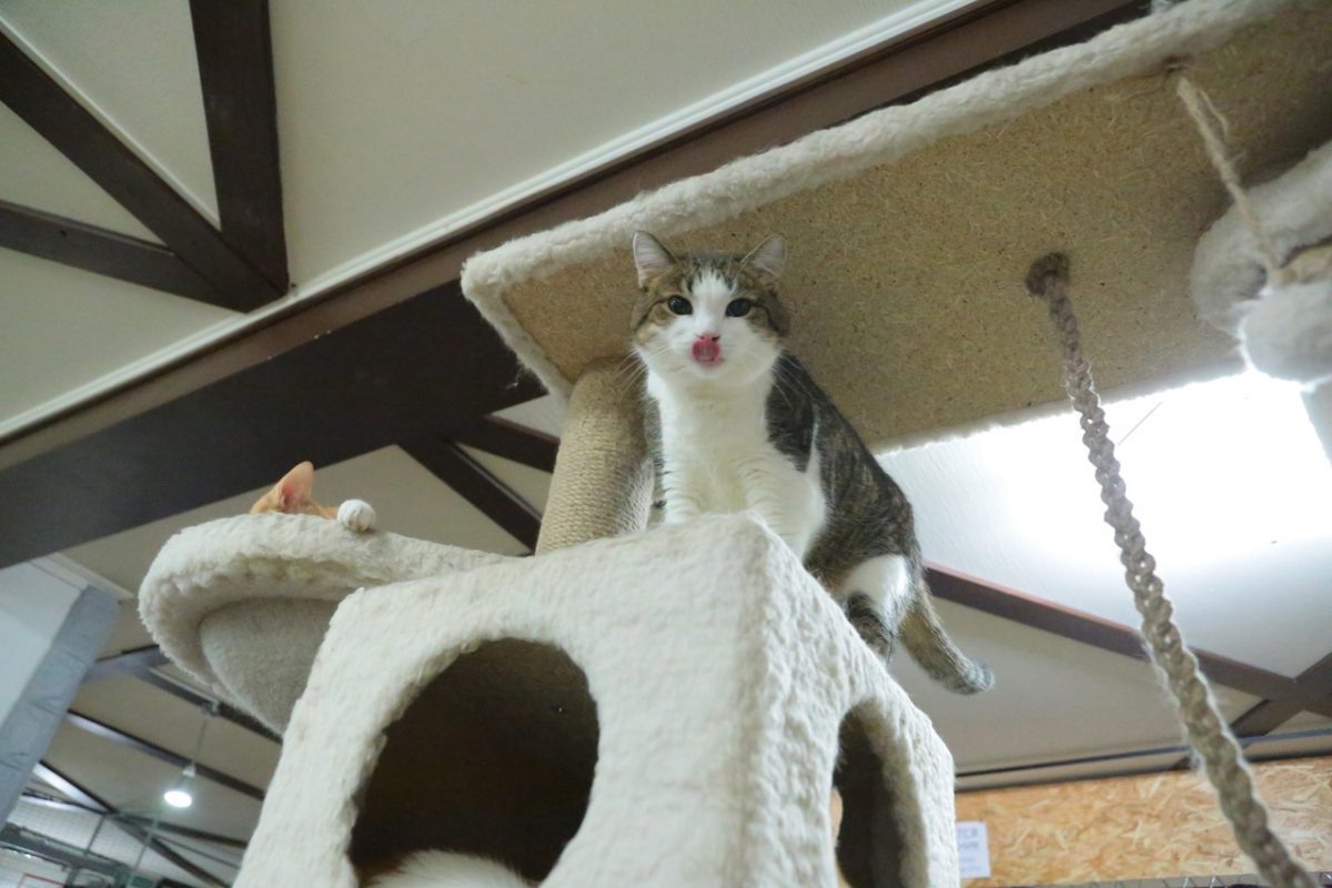    По поведению кошки можно предсказать погоду