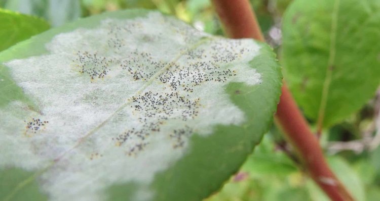    Над мировой отраслью голубики нависла угроза мучнистой росы