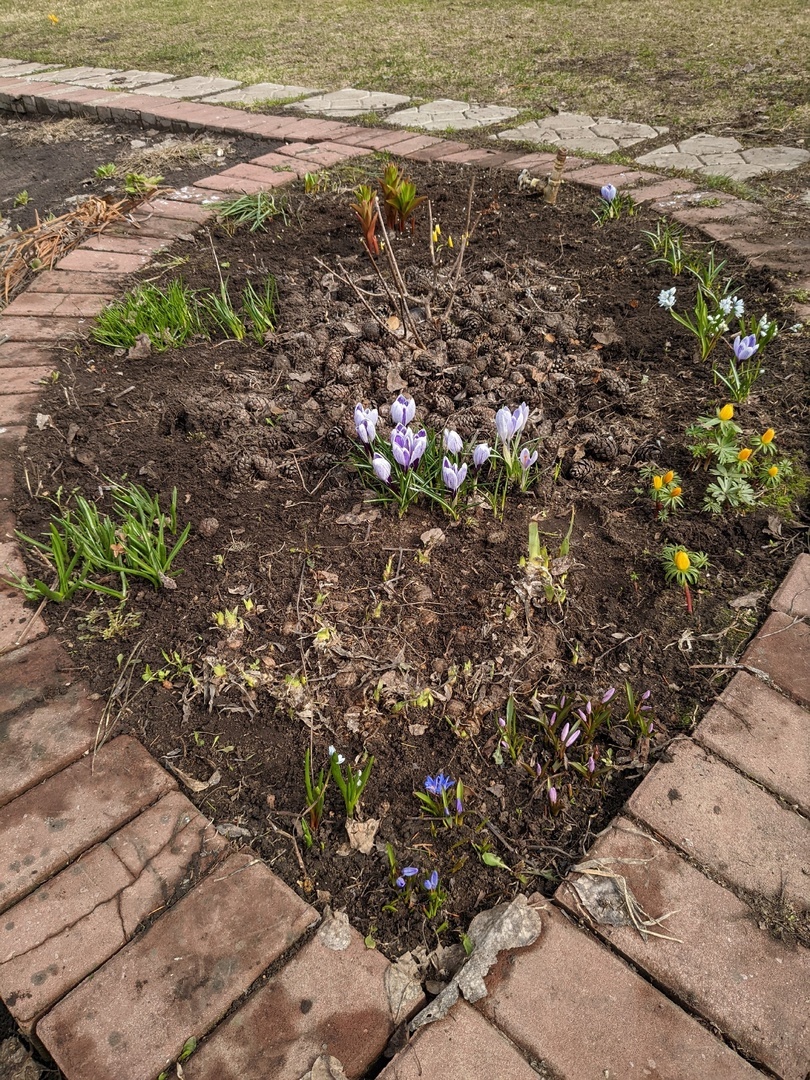 Клумбочка с первоцветами
