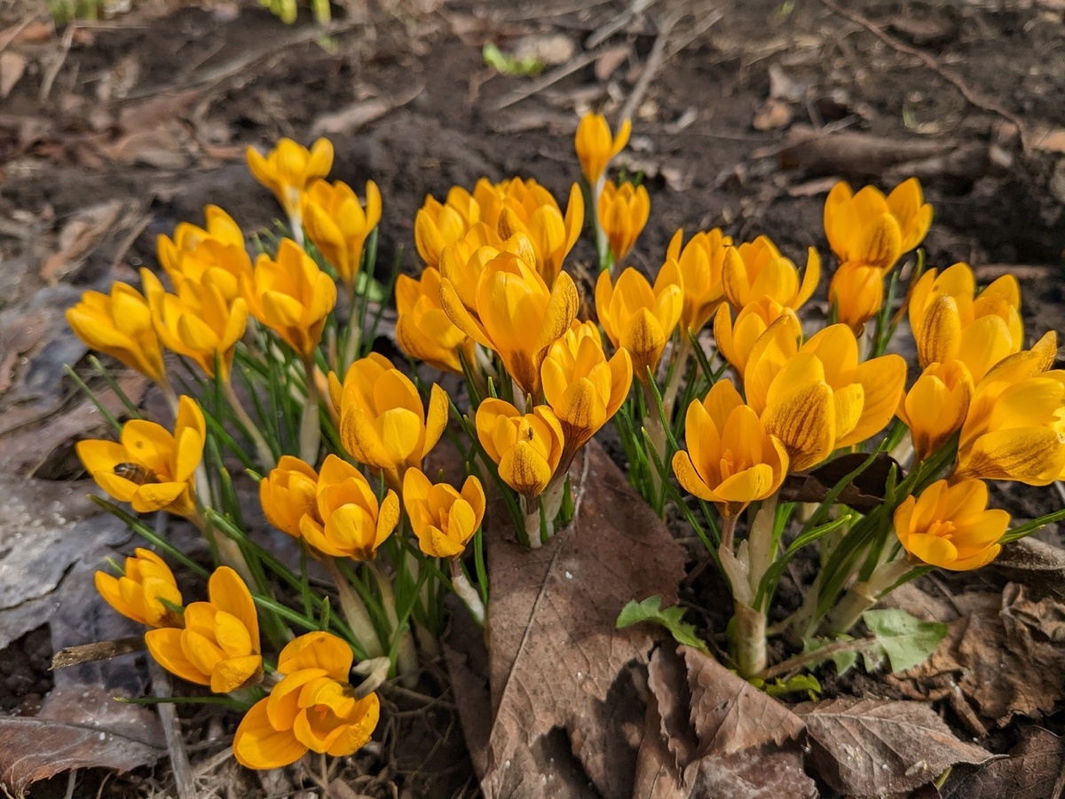 Крокус ботанический, сорт Dorothy