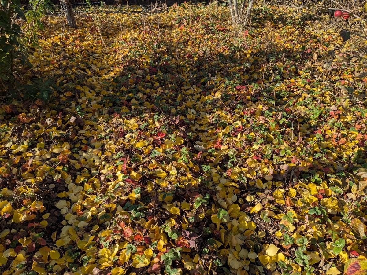 Типичная картина - грядки клубники, укрытые листвой плодового сада