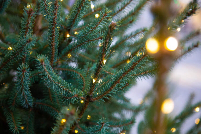    Фото: Общественная Служба Новостей Ксения Евдокимова