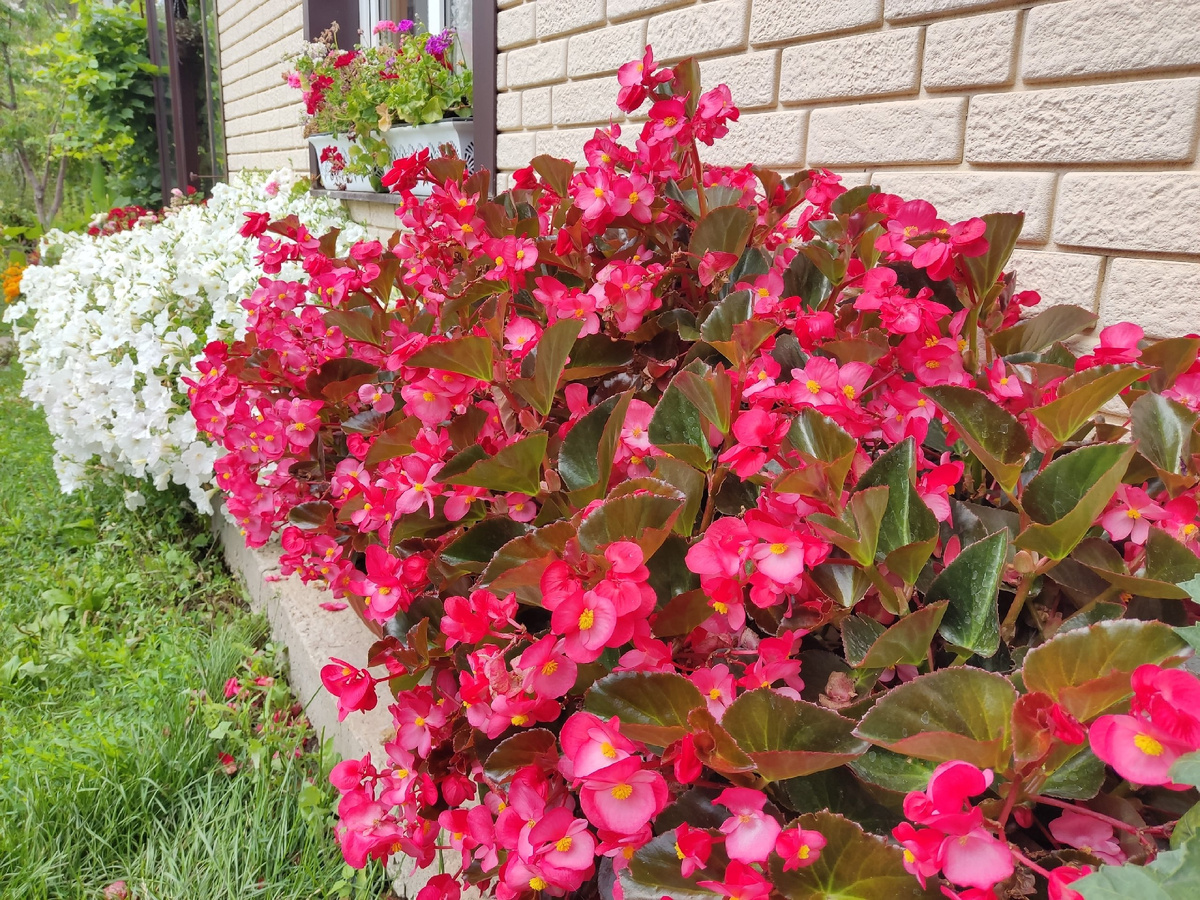 Гибридная бегония цветет всё лето