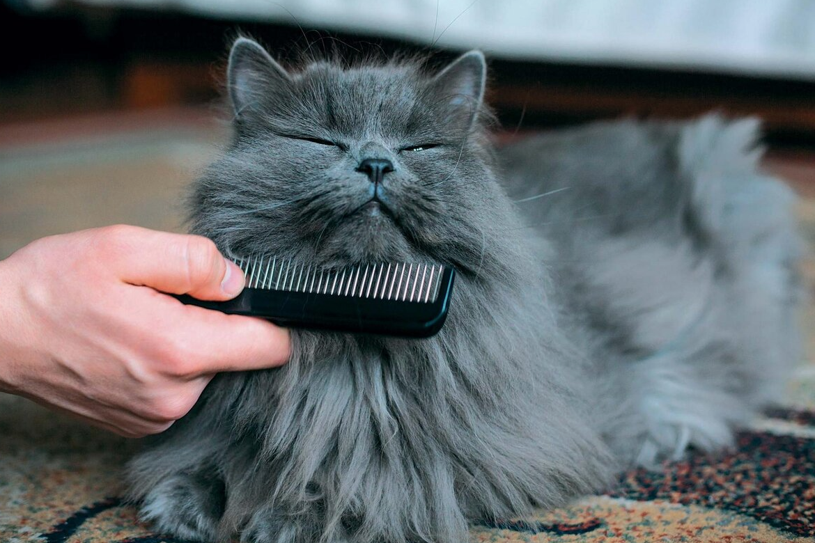 При коротком спринте кошка может развить скорость до 48 км/ч, что делает её отличным охотником.