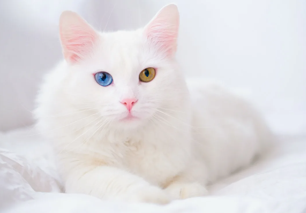 Кошки обожают коробки, потому что в природе они предпочитают укрытия, где могут спрятаться от потенциальных хищников или подготовиться к охоте.