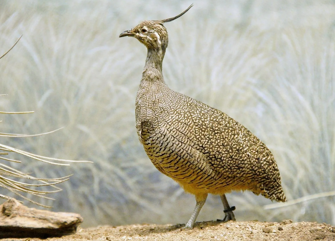 Несмотря на внешнее сходство с куриными, тинаму ближе к страусам и нанду. У них схожая структура костного нёба, что подтверждает их принадлежность к древней группе бескилевых птиц.
