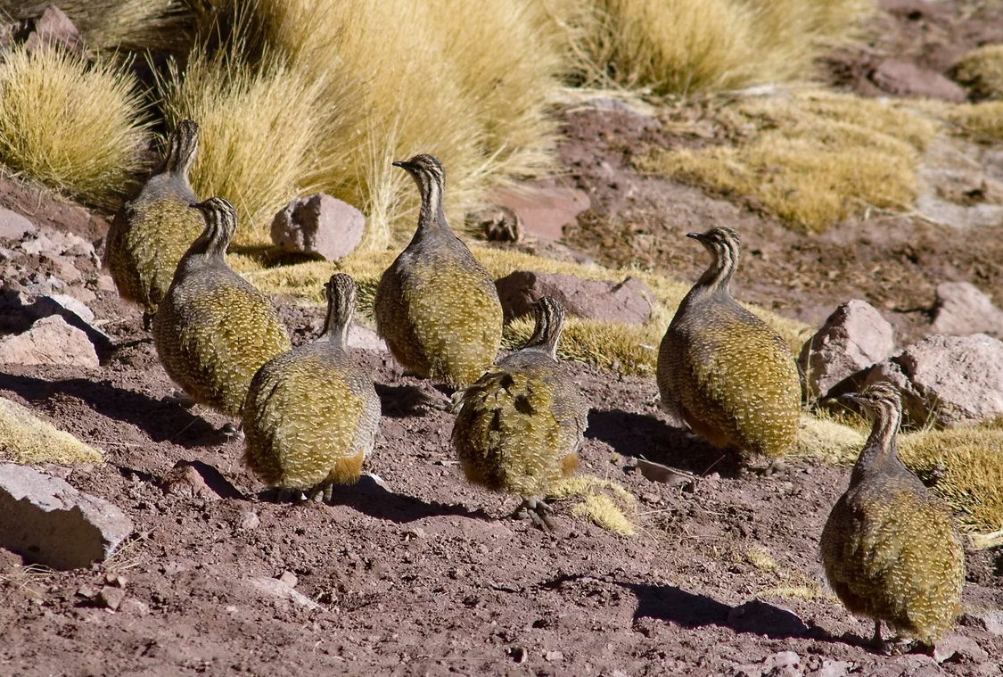 Большинство тинаму не строят гнёзд, откладывая яйца прямо на землю, устланную листьями. Исключением является высокогорный тинаму, который сооружает из мха и сухой земли подобие чаши, выстилая её травой.