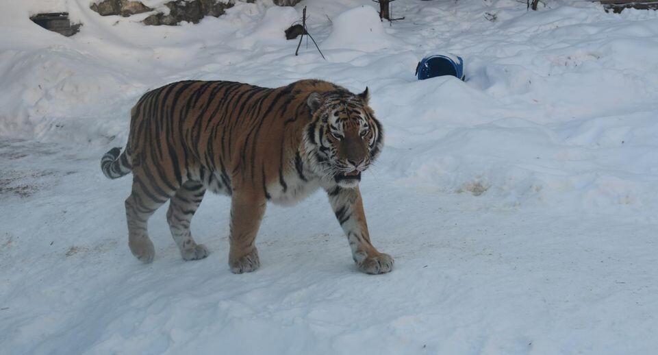    Komsomolskaya Pravda/Global Look Press