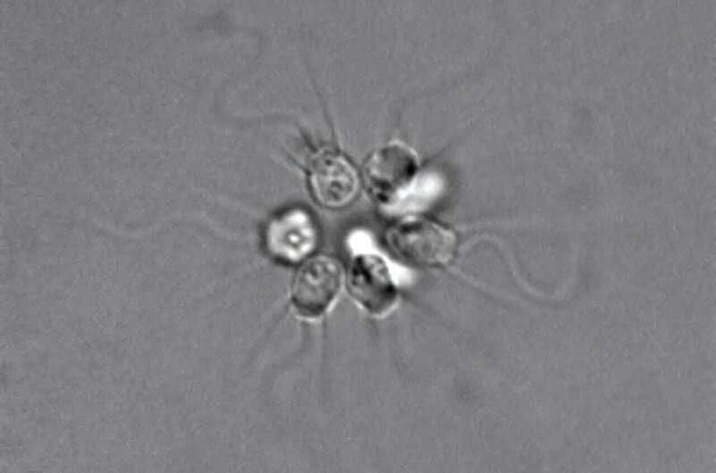 Колония S. rosetta в форме розетки — микроскопический морской организм.